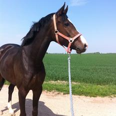 Anden særlig race Karlshøjgaards Ice Queen