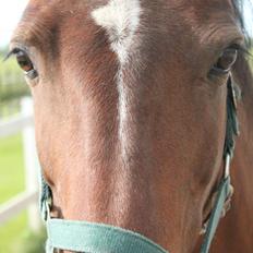 Anden særlig race Fabienne