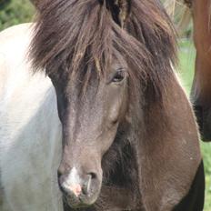 Islænder Hetta fra Stårup