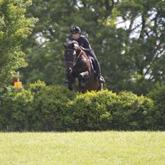 Dansk Varmblod Stærebogårds Ajour