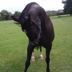 Oldenborg Connie