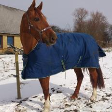 Anden særlig race silja