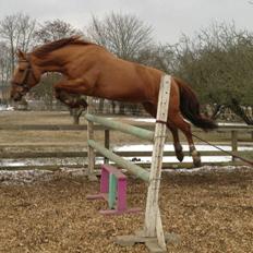 Anden særlig race silja