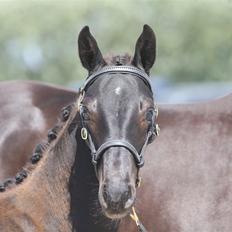 Hannoveraner Didoo von Hestebjerggaard