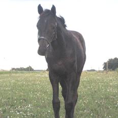 Hannoveraner Didoo von Hestebjerggaard