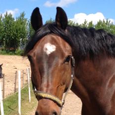 Dansk Varmblod Unikum