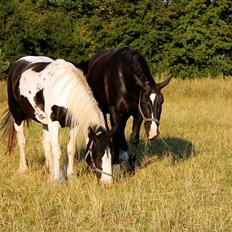 Oldenborg Minna