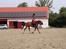 Trakehner Casja