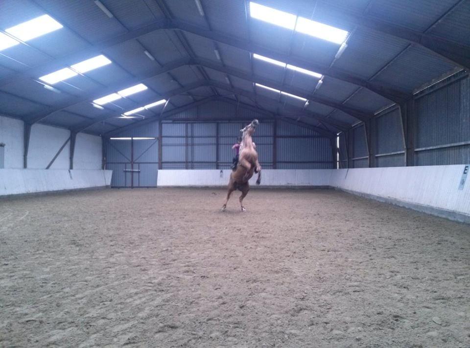 Palomino Frønsen - ja så blev hun sku sur og stejlet med mig ...  billede 12