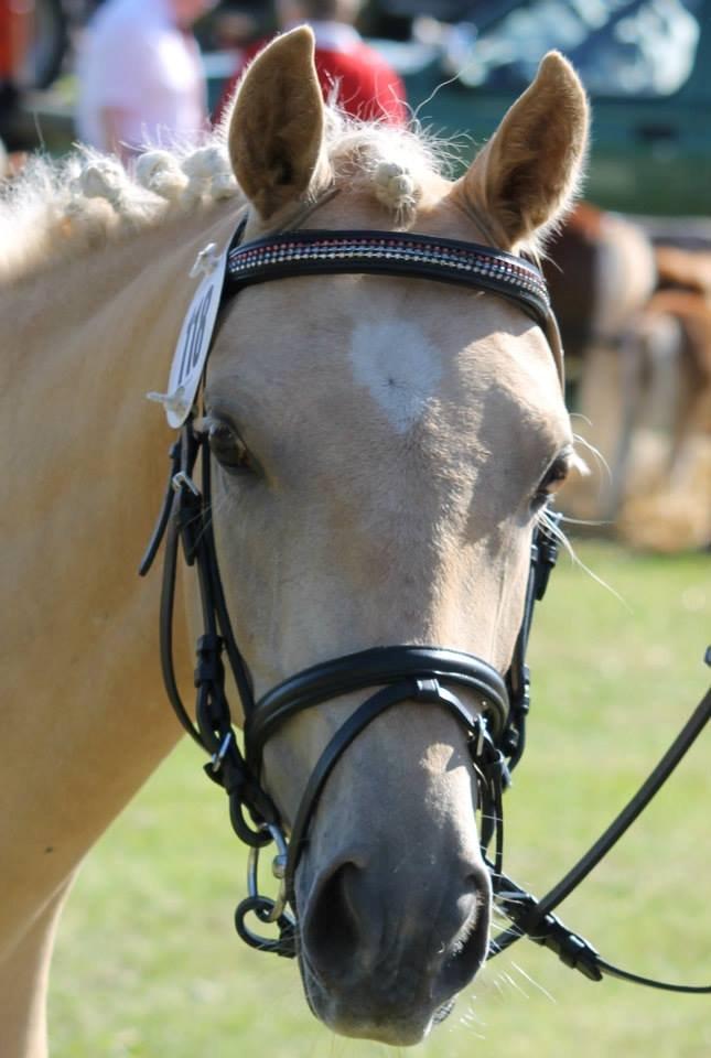 Welsh Partbred (Sec F) Aastrupgaards Lærke billede 30