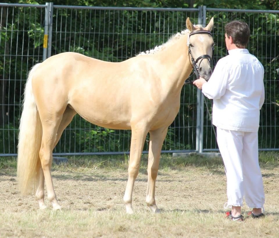 Welsh Partbred (Sec F) Aastrupgaards Lærke billede 31