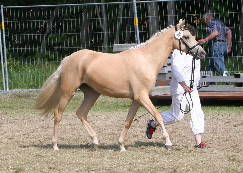 Welsh Partbred (Sec F) Aastrupgaards Lærke billede 32