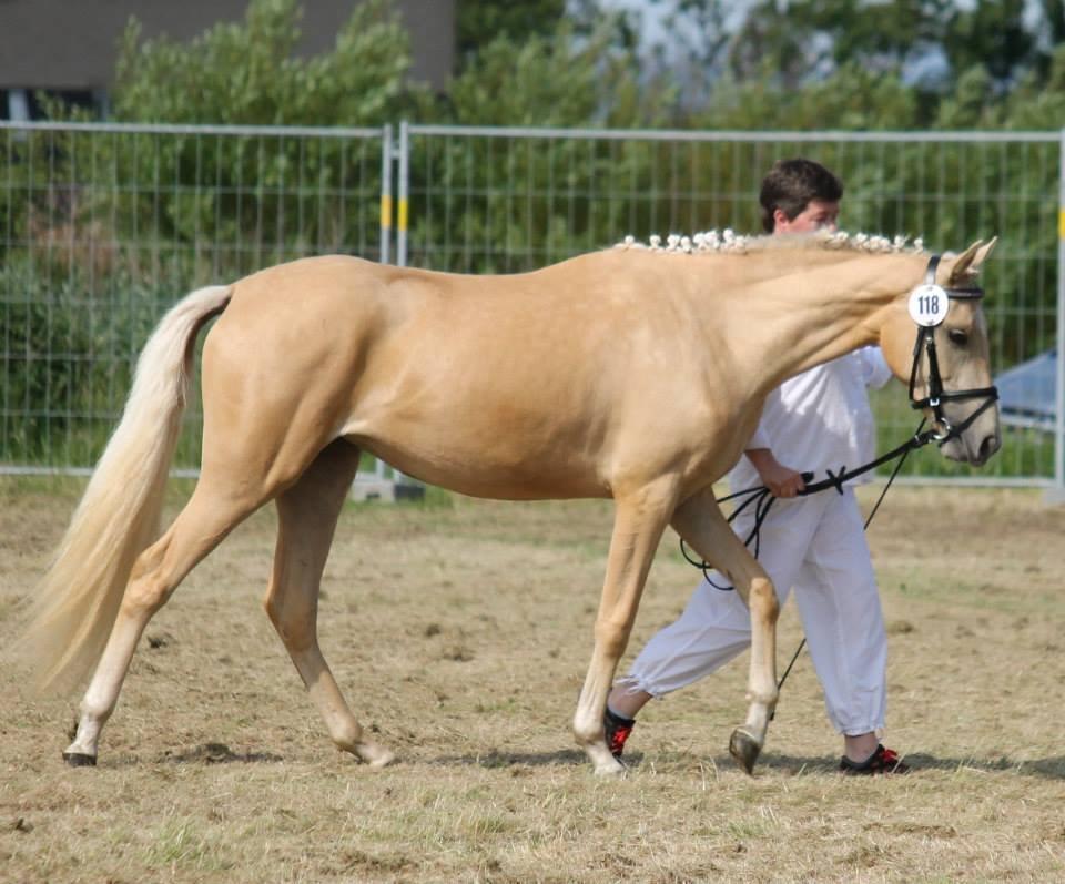 Welsh Partbred (Sec F) Aastrupgaards Lærke billede 33