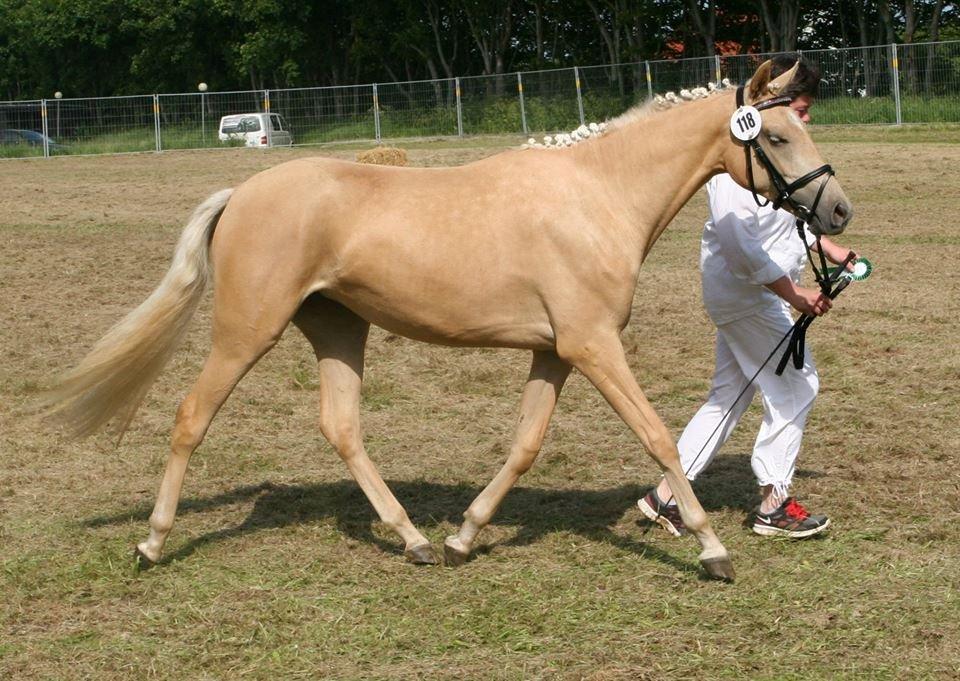 Welsh Partbred (Sec F) Aastrupgaards Lærke billede 34