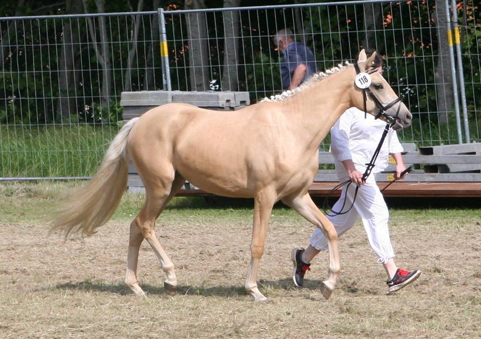 Welsh Partbred (Sec F) Aastrupgaards Lærke billede 35
