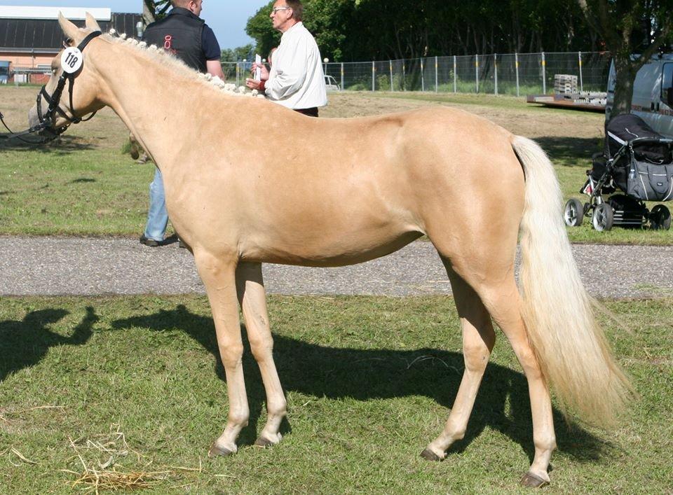 Welsh Partbred (Sec F) Aastrupgaards Lærke billede 36