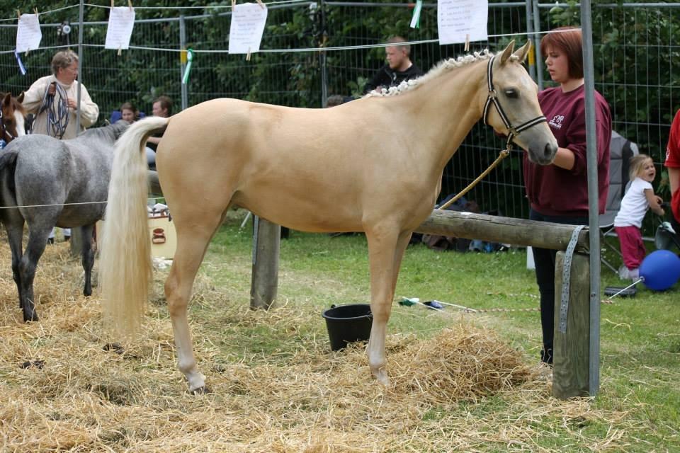 Welsh Partbred (Sec F) Aastrupgaards Lærke billede 37