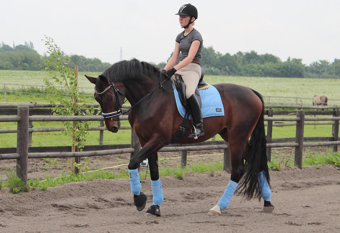 Dansk Varmblod Shepro Hit billede 6