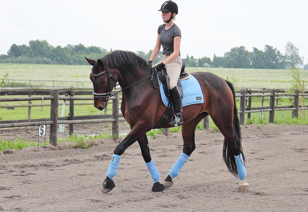 Dansk Varmblod Shepro Hit billede 18