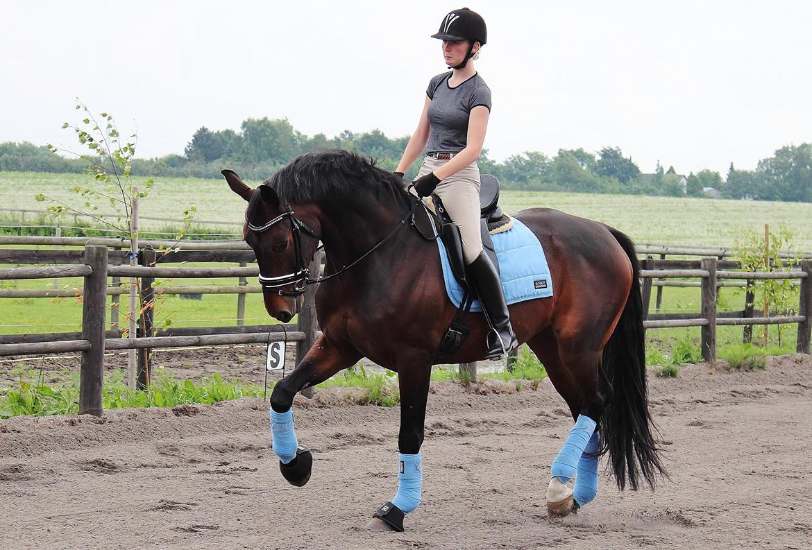 Dansk Varmblod Shepro Hit billede 21