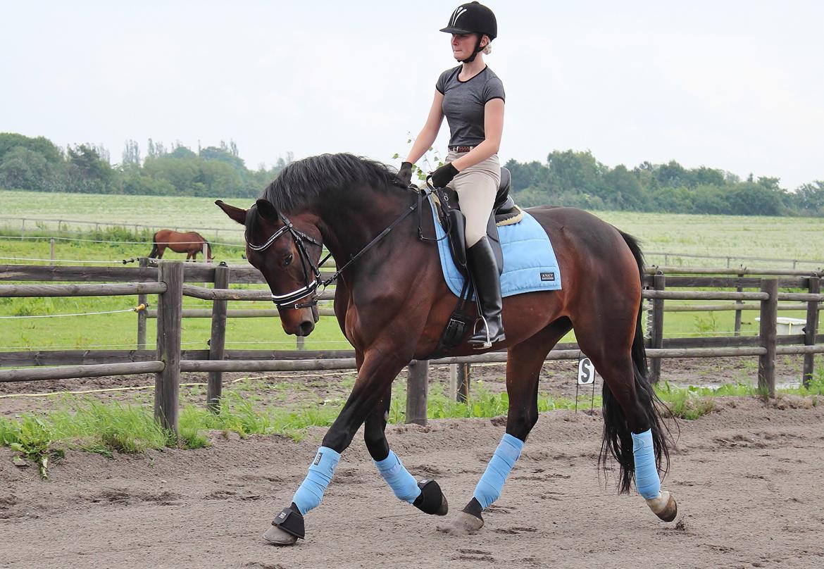 Dansk Varmblod Shepro Hit billede 35