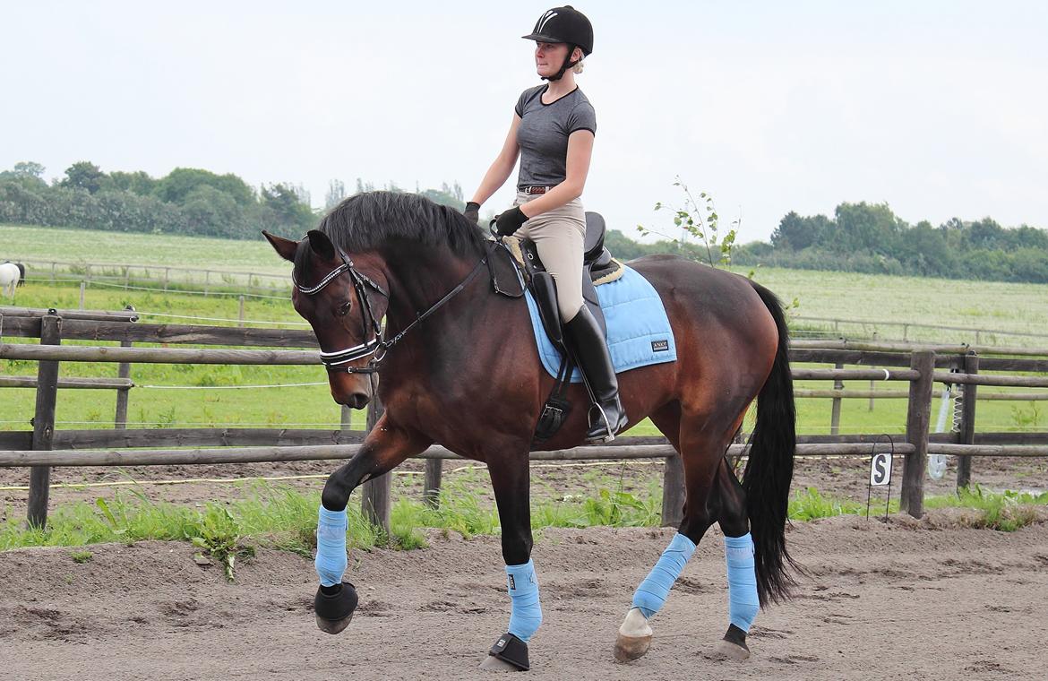 Dansk Varmblod Shepro Hit billede 8