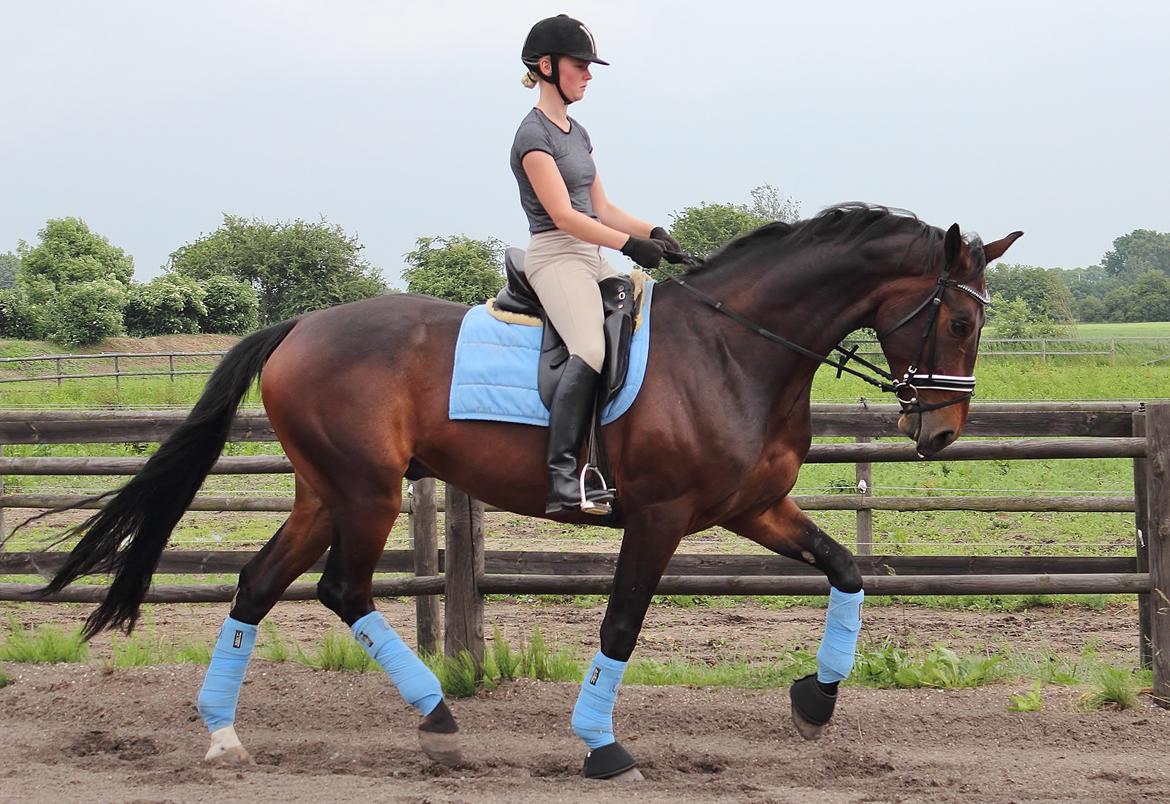 Dansk Varmblod Shepro Hit billede 11