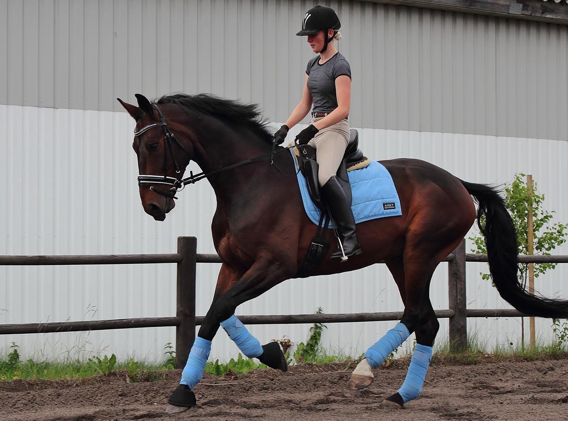 Dansk Varmblod Shepro Hit billede 27