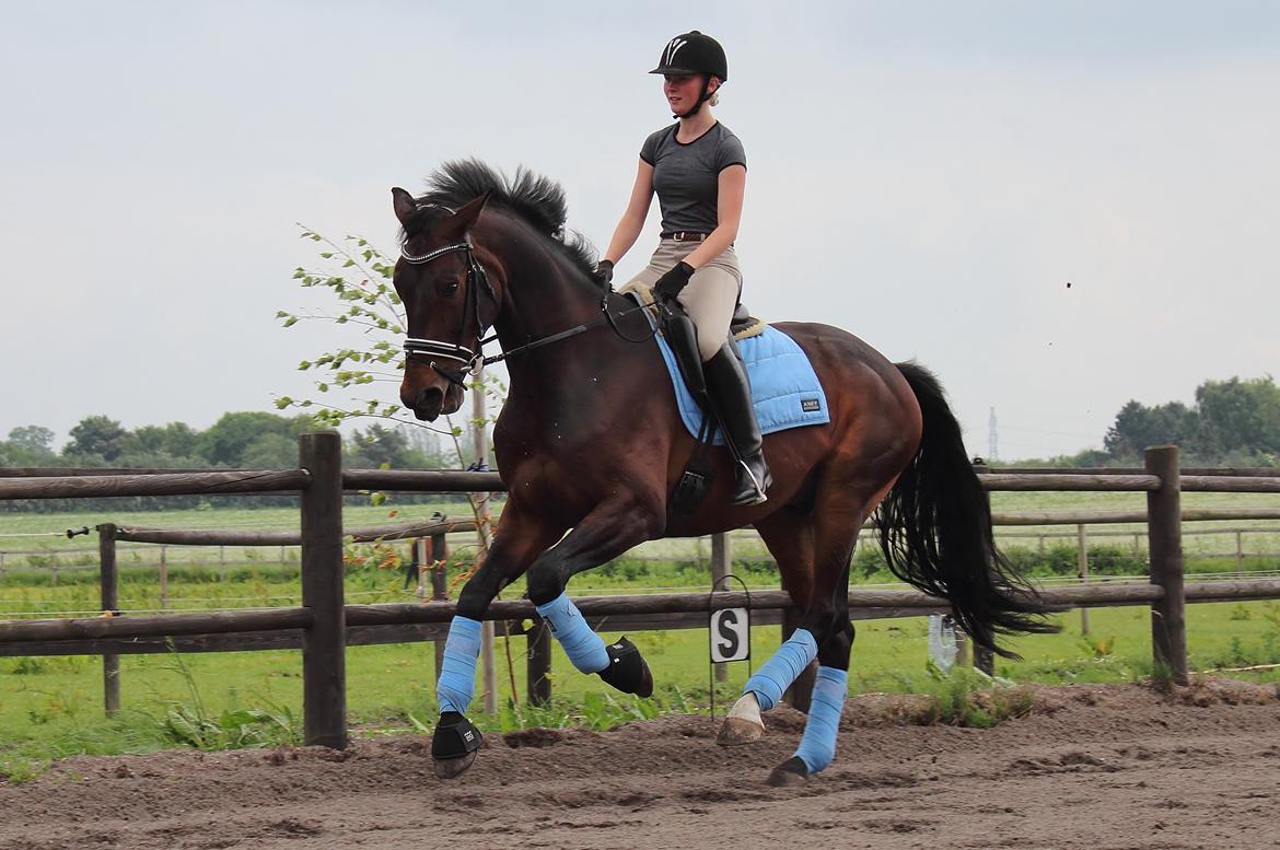 Dansk Varmblod Shepro Hit billede 13