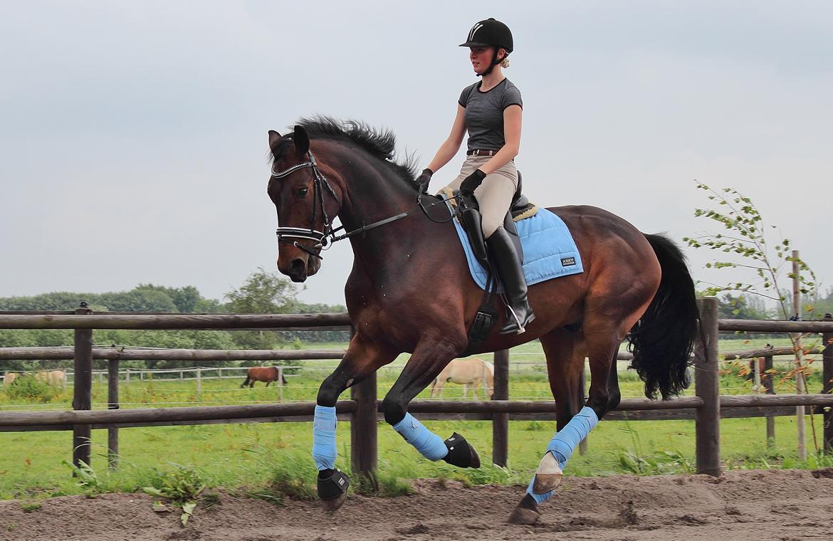 Dansk Varmblod Shepro Hit billede 39