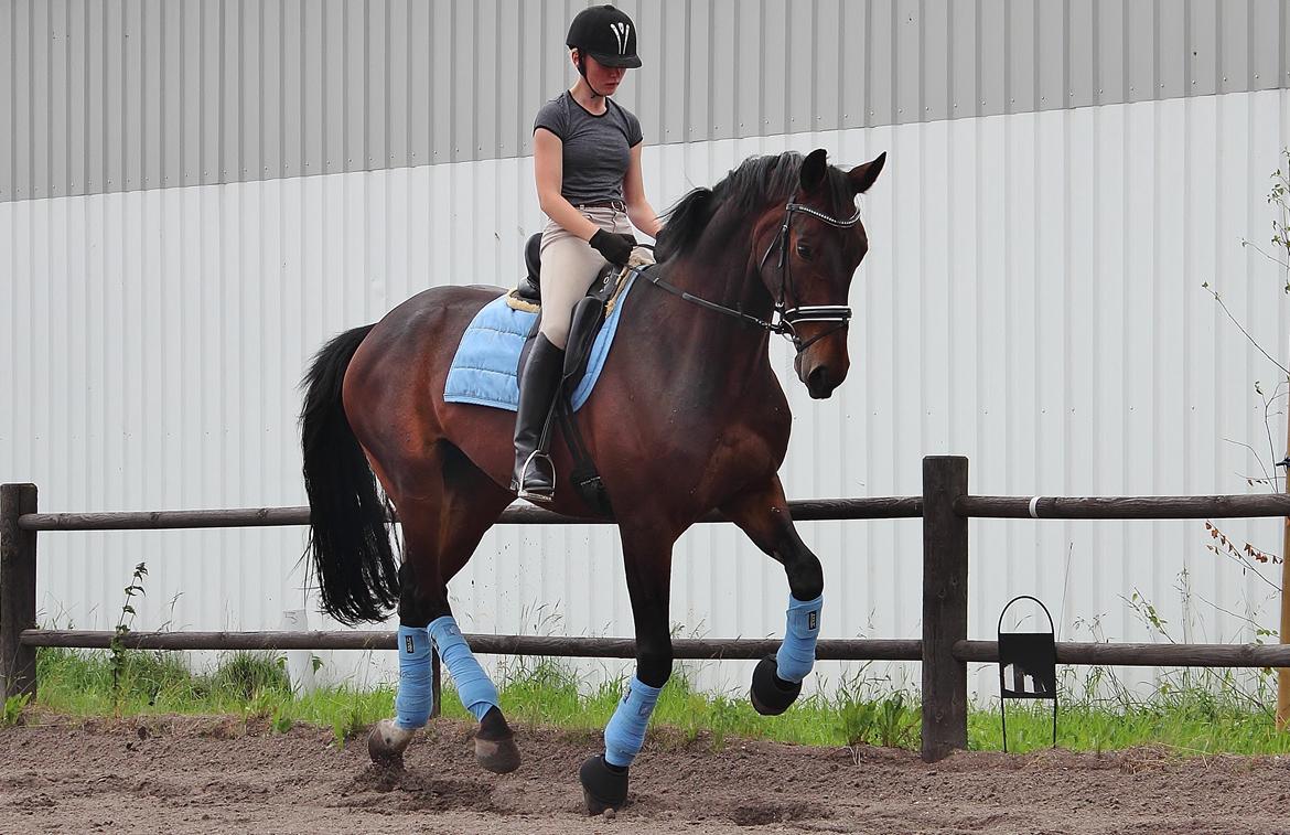 Dansk Varmblod Shepro Hit billede 40