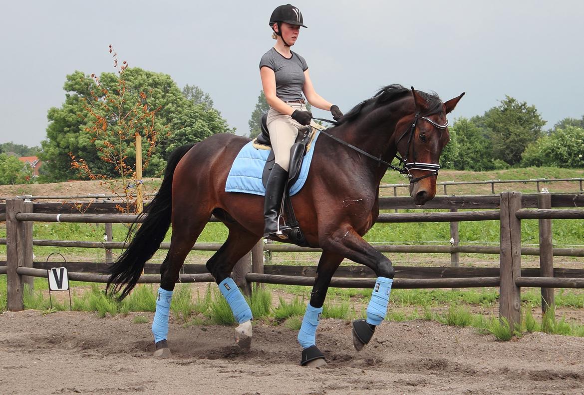 Dansk Varmblod Shepro Hit billede 32