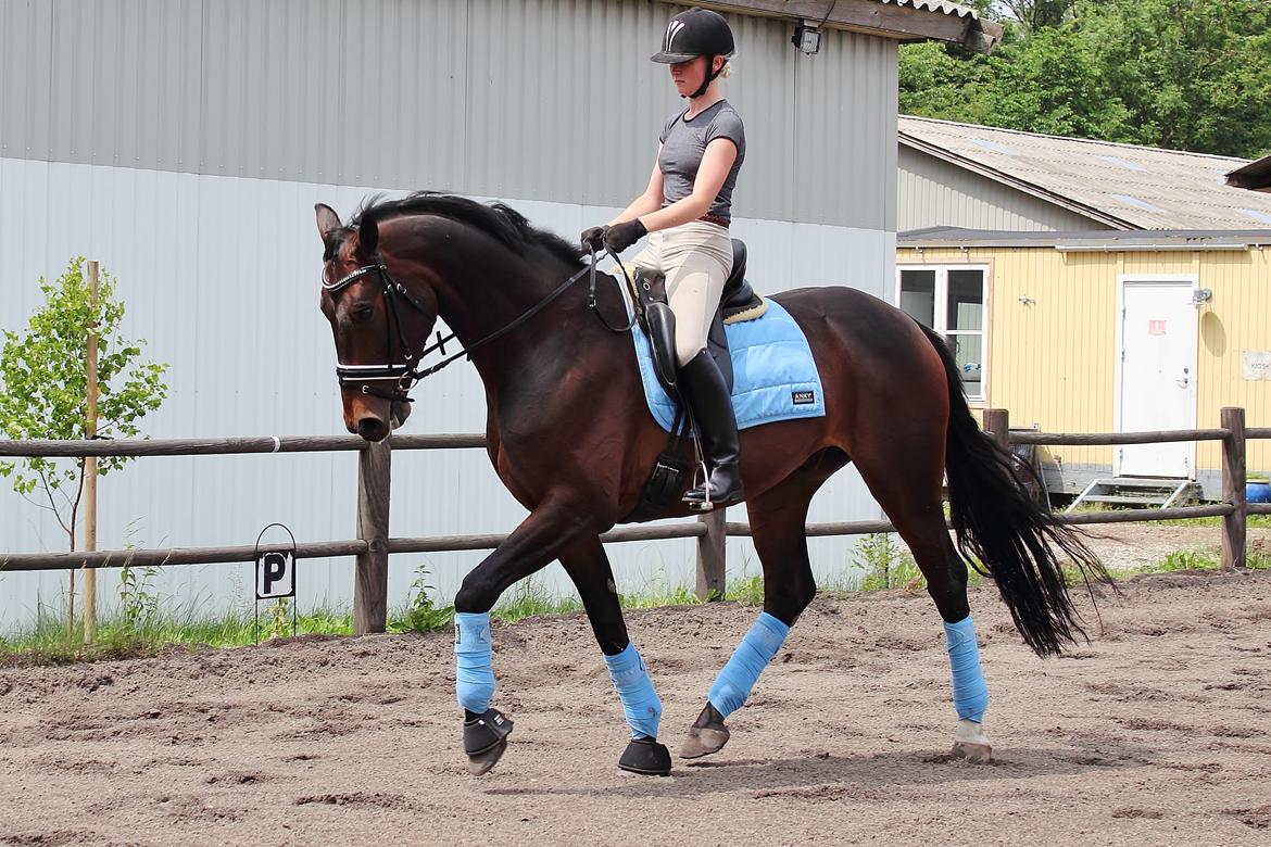 Dansk Varmblod Shepro Hit billede 42