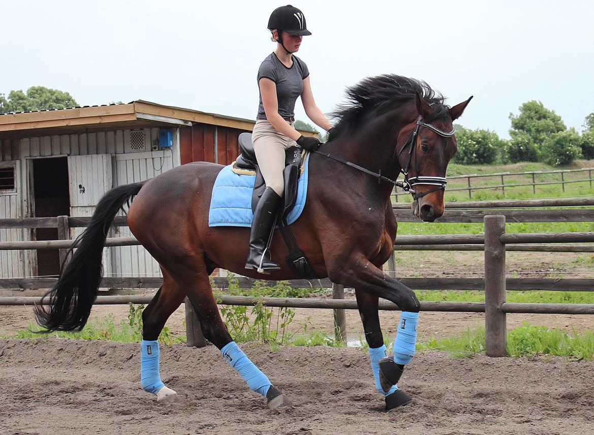 Dansk Varmblod Shepro Hit billede 23