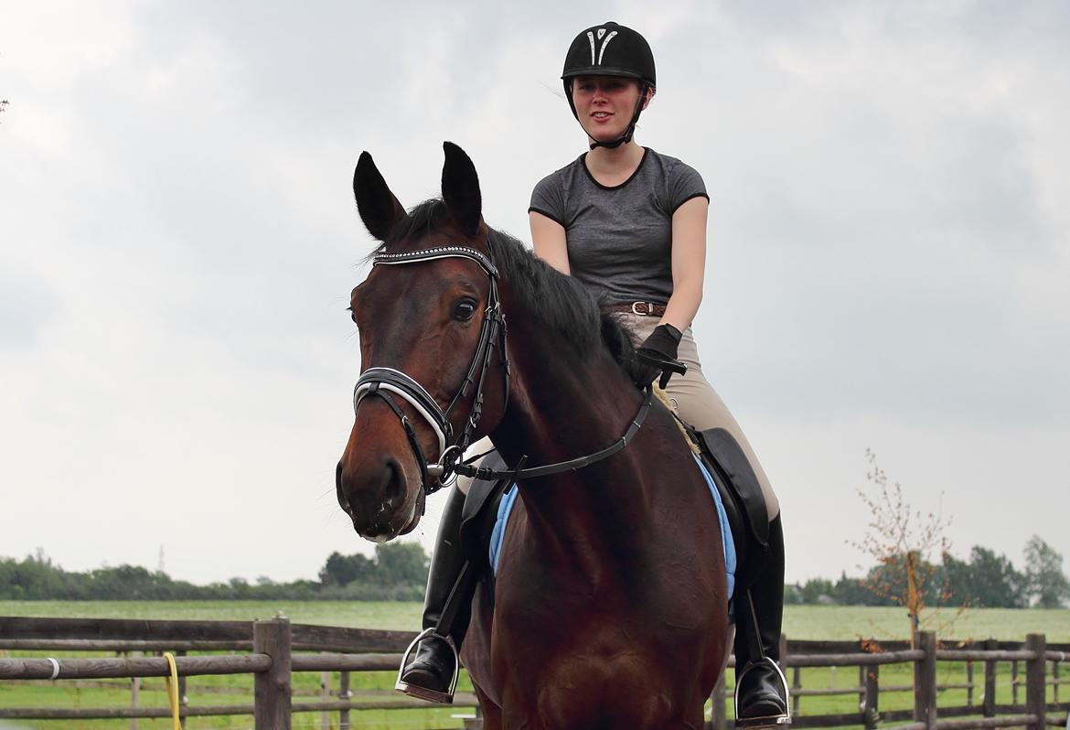 Dansk Varmblod Shepro Hit billede 16