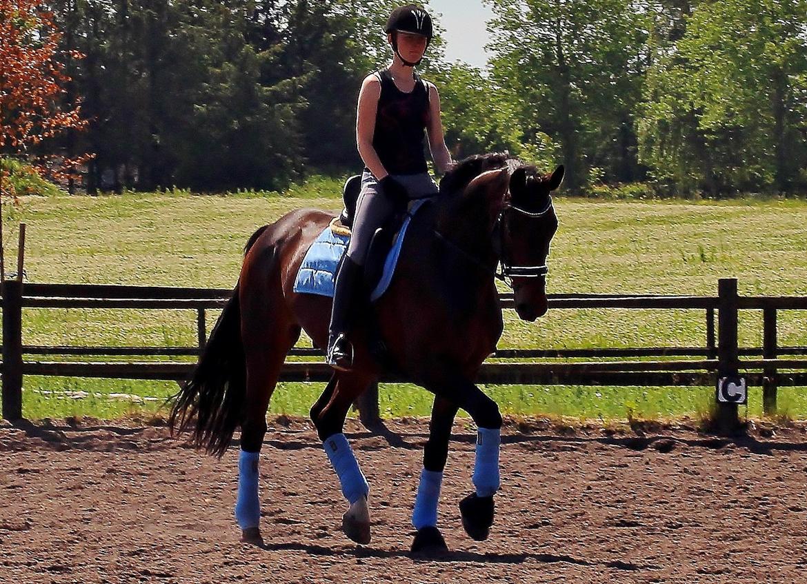 Dansk Varmblod Shepro Hit billede 44