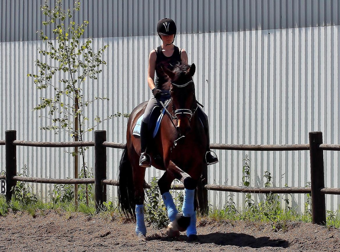 Dansk Varmblod Shepro Hit billede 47