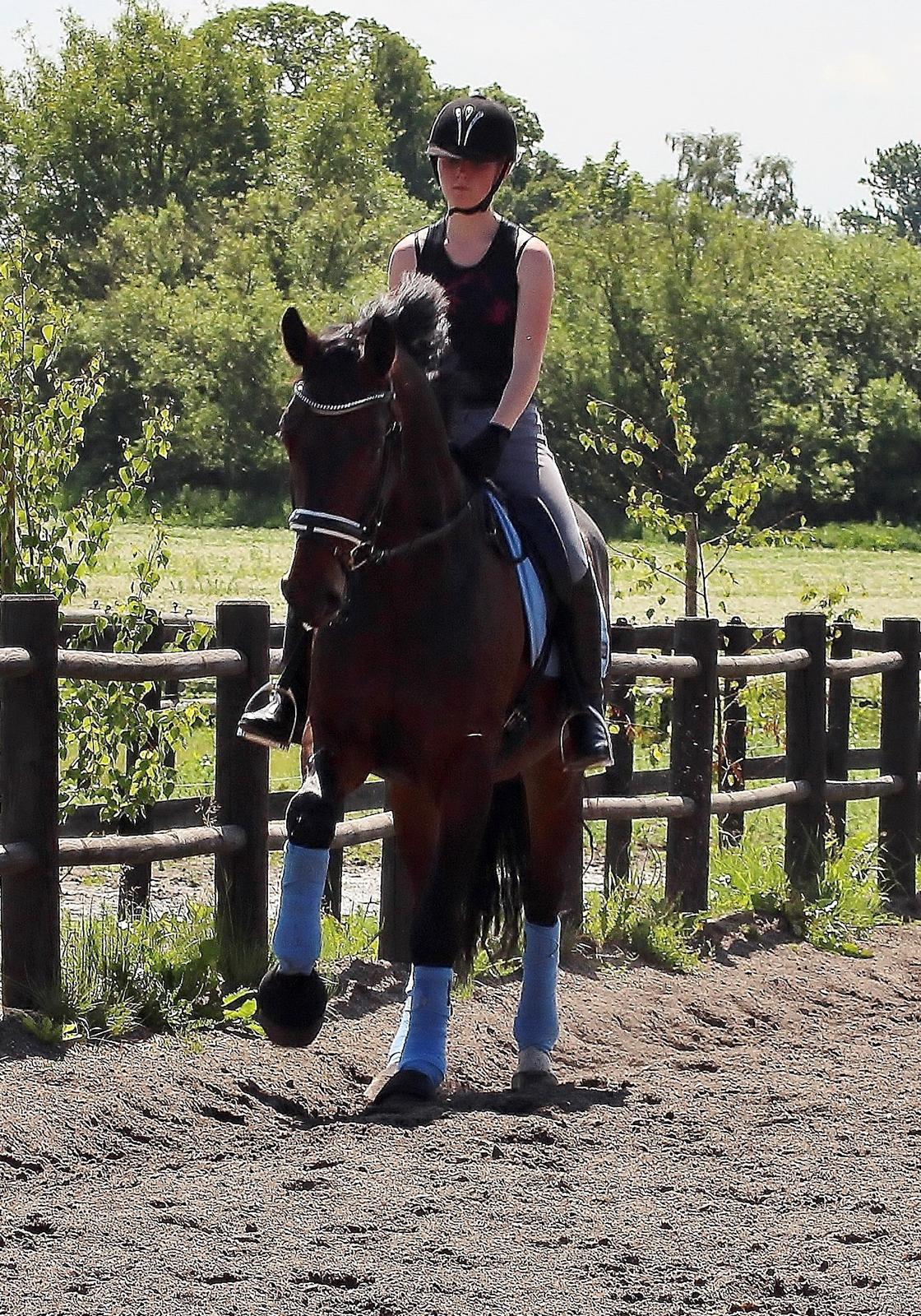 Dansk Varmblod Shepro Hit billede 25