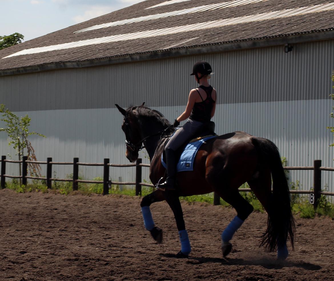 Dansk Varmblod Shepro Hit billede 29