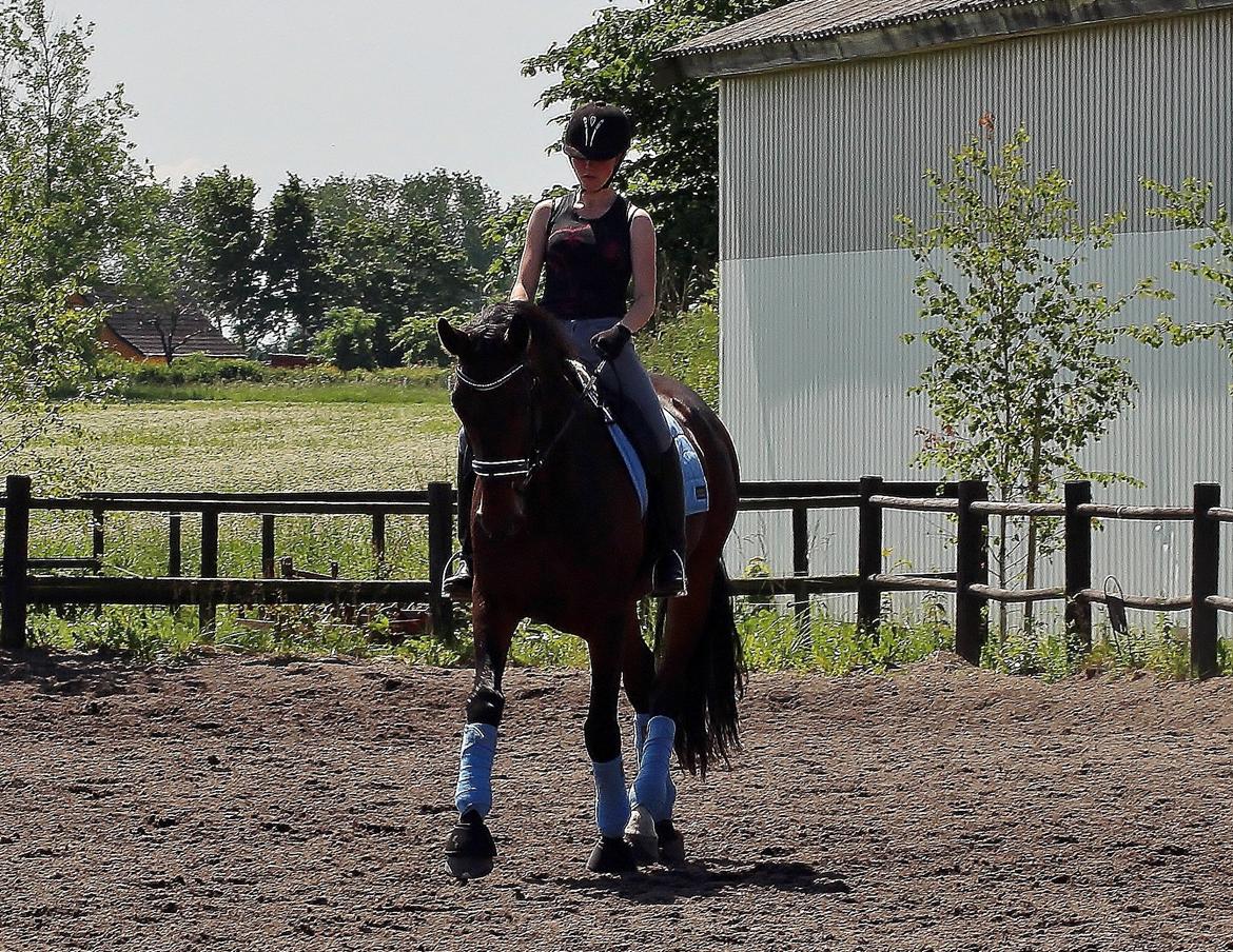 Dansk Varmblod Shepro Hit billede 49