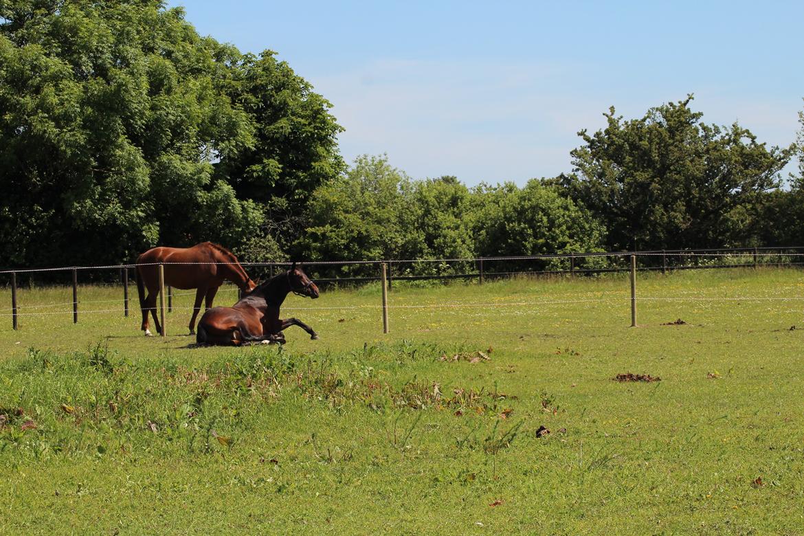 Dansk Varmblod Shepro Hit billede 20