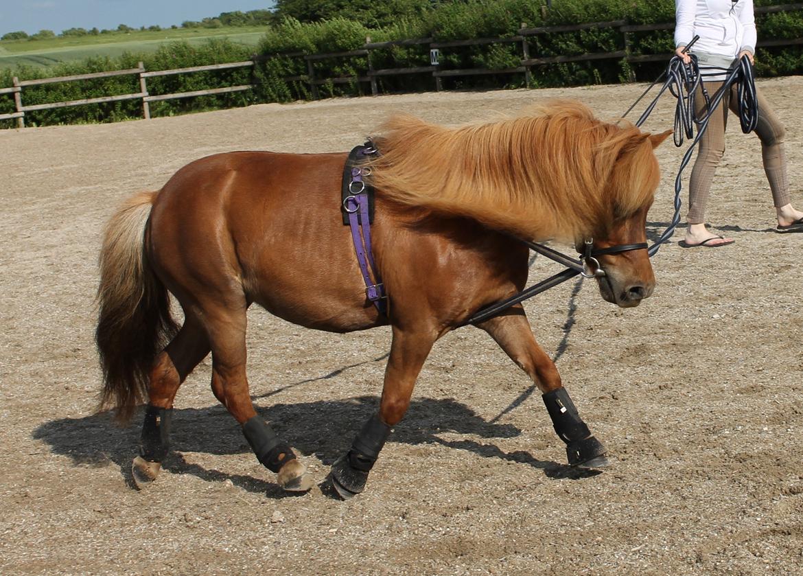 Shetlænder *Stjernens Alicia* billede 7