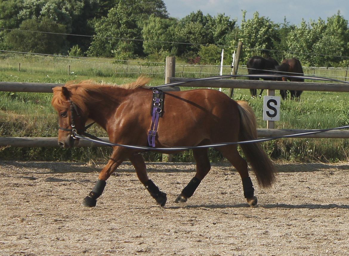 Shetlænder *Stjernens Alicia* billede 8