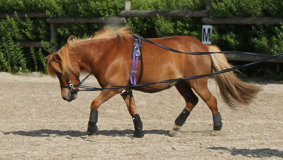 Shetlænder *Stjernens Alicia* billede 9