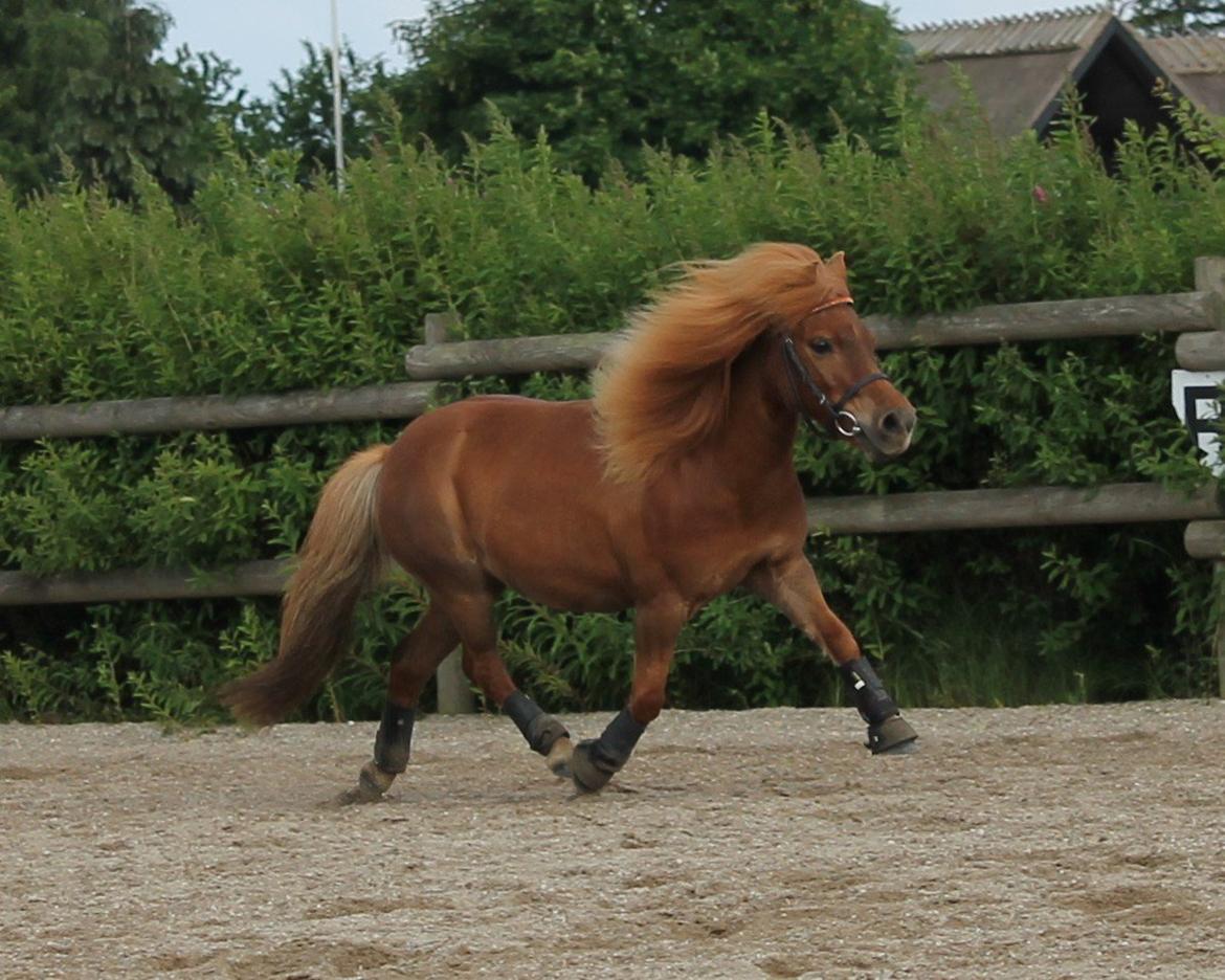 Shetlænder *Stjernens Alicia* billede 10