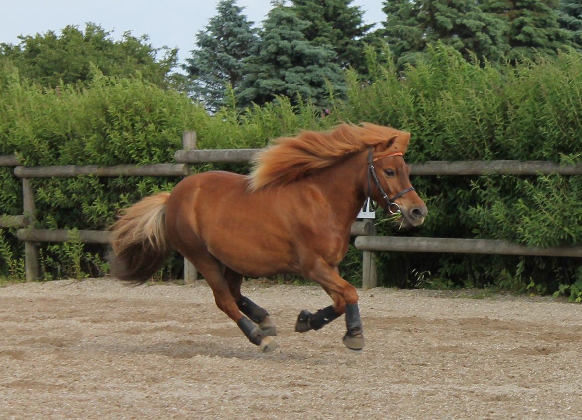 Shetlænder *Stjernens Alicia* billede 11