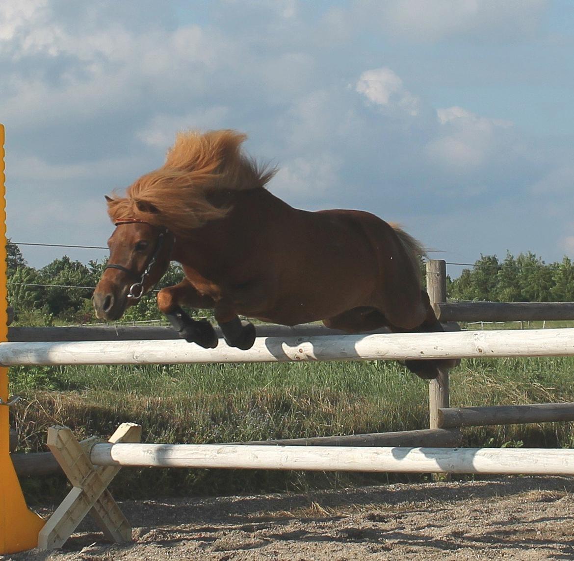 Shetlænder *Stjernens Alicia* billede 12