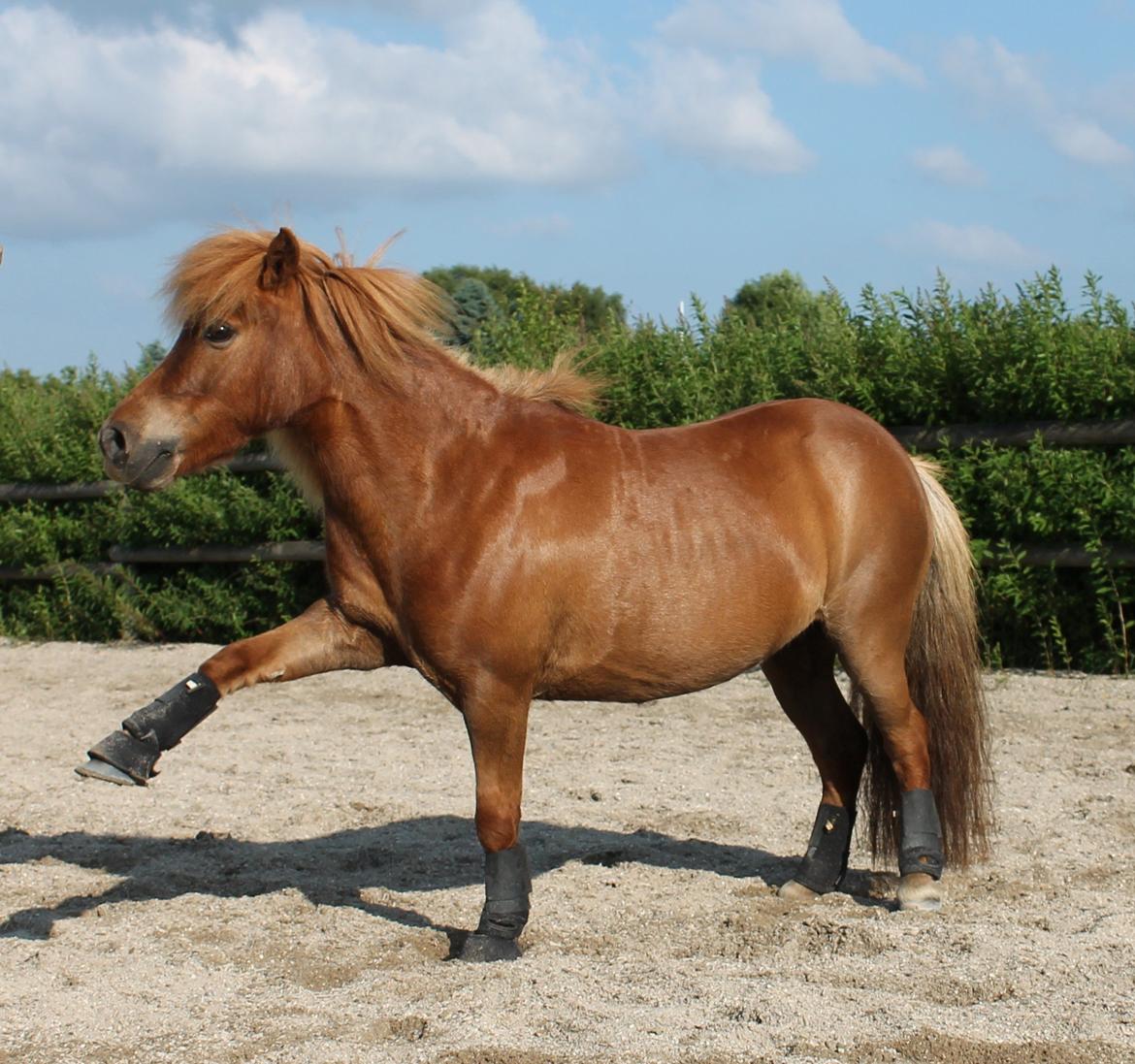 Shetlænder *Stjernens Alicia* billede 13