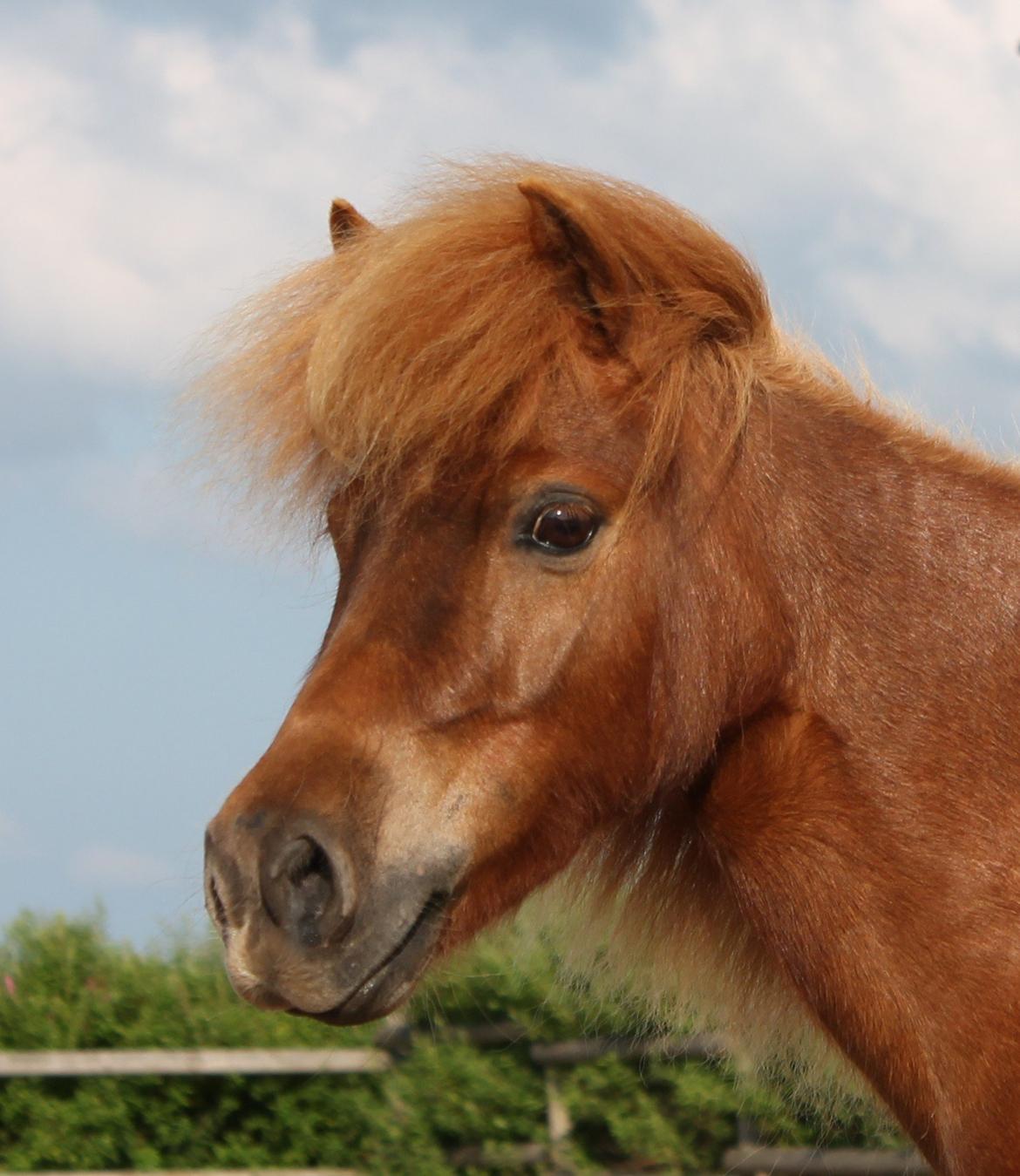 Shetlænder *Stjernens Alicia* billede 1