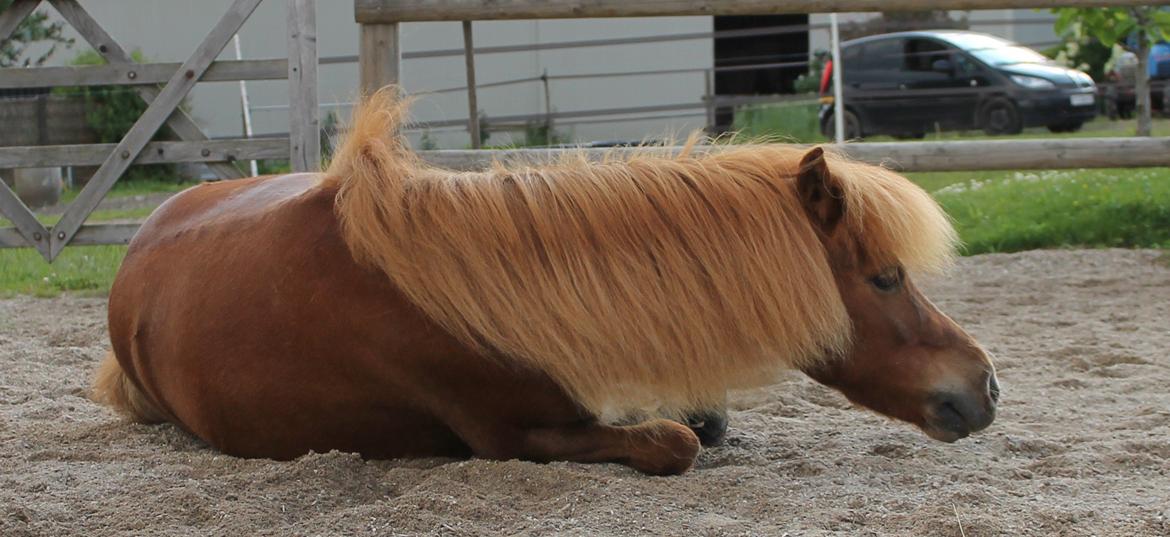 Shetlænder *Stjernens Alicia* billede 14